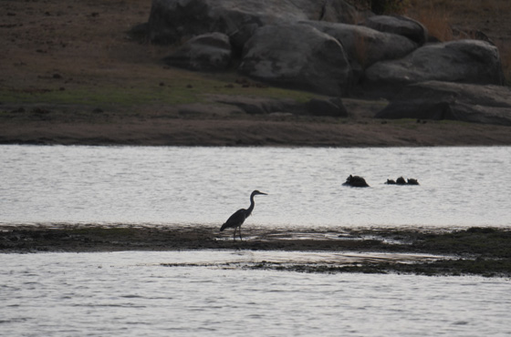 Whatsapp Kruger Safari Expert