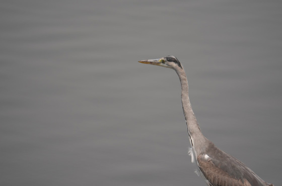 Whatsapp Kruger Safari Expert