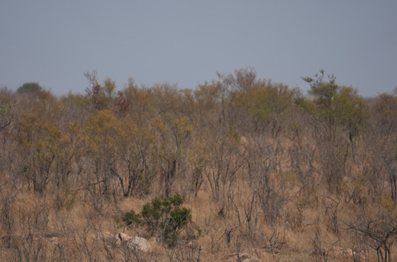 Whatsapp Kruger Safari Expert