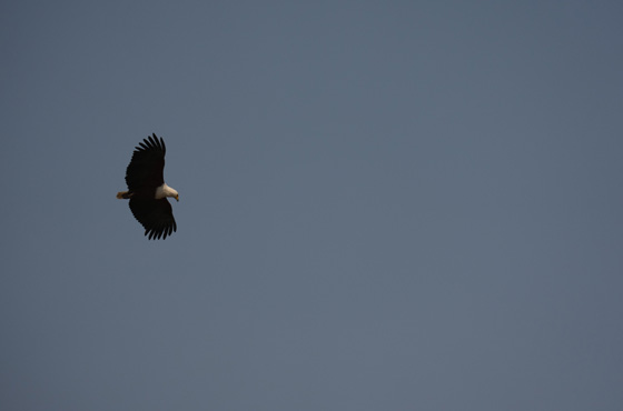 Whatsapp Kruger Safari Expert