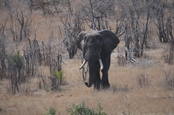 Whatsapp Kruger Safari Expert