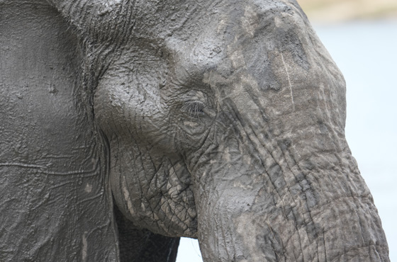 Whatsapp Kruger Safari Expert