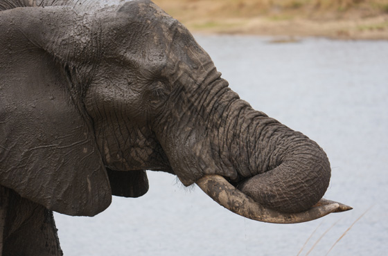 Whatsapp Kruger Safari Expert