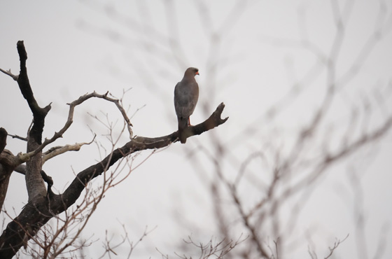 Whatsapp Kruger Safari Expert