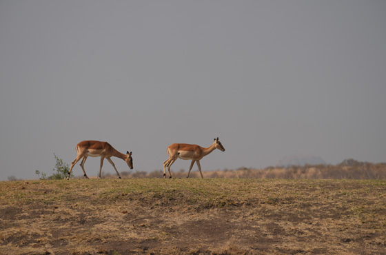 Whatsapp Kruger Safari Expert