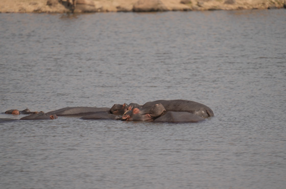 Whatsapp Kruger Safari Expert