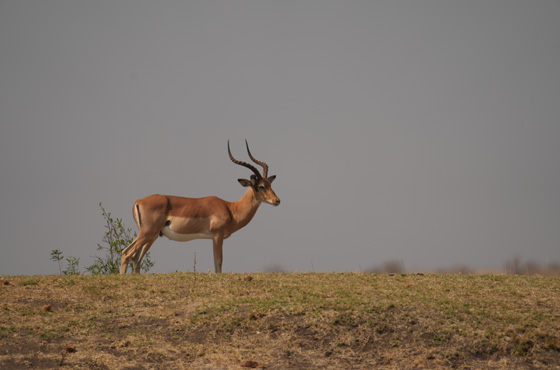 Whatsapp Kruger Safari Expert